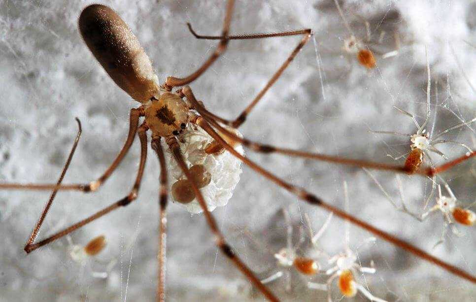Косиножка паук фото