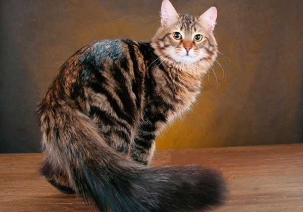 кошка сибирская фото