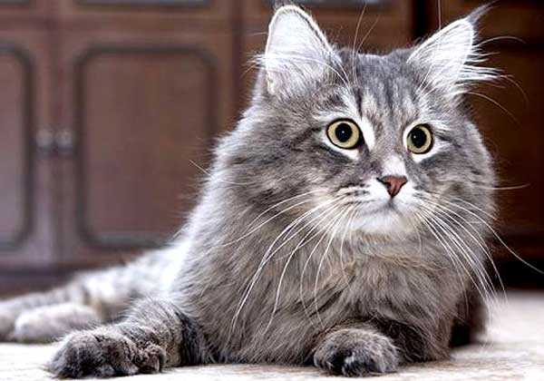 кошка сибирская фото