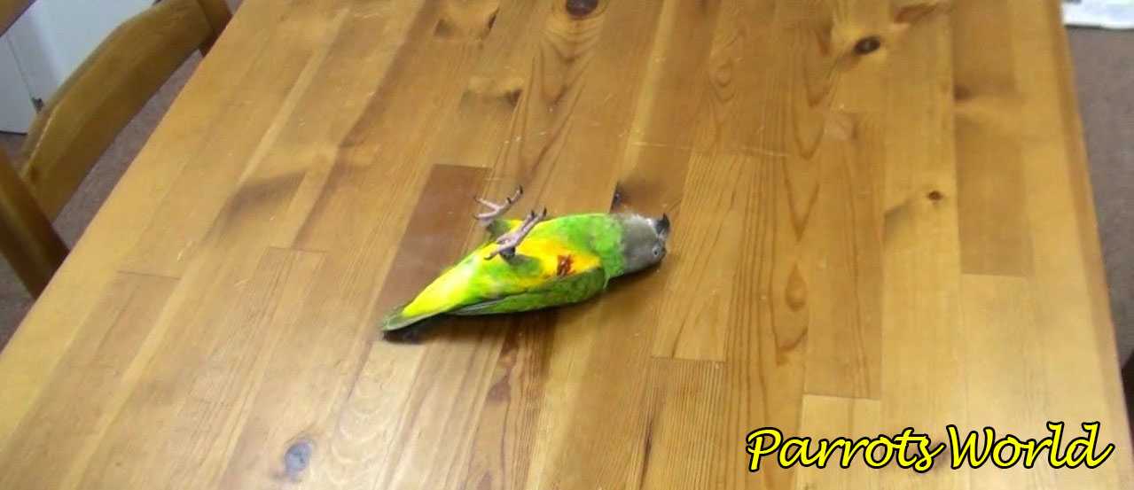 Мёртвый попугай