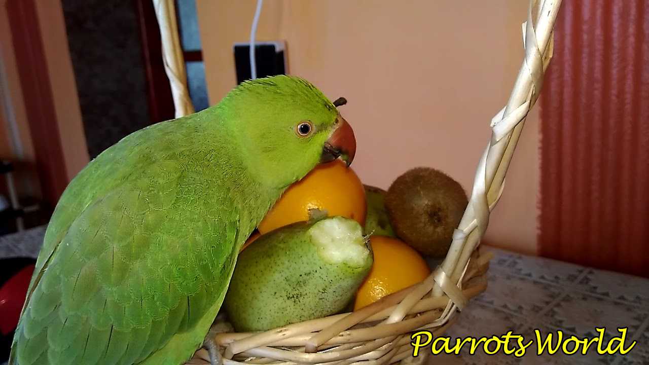 Ожереловый попугай ест фрукты