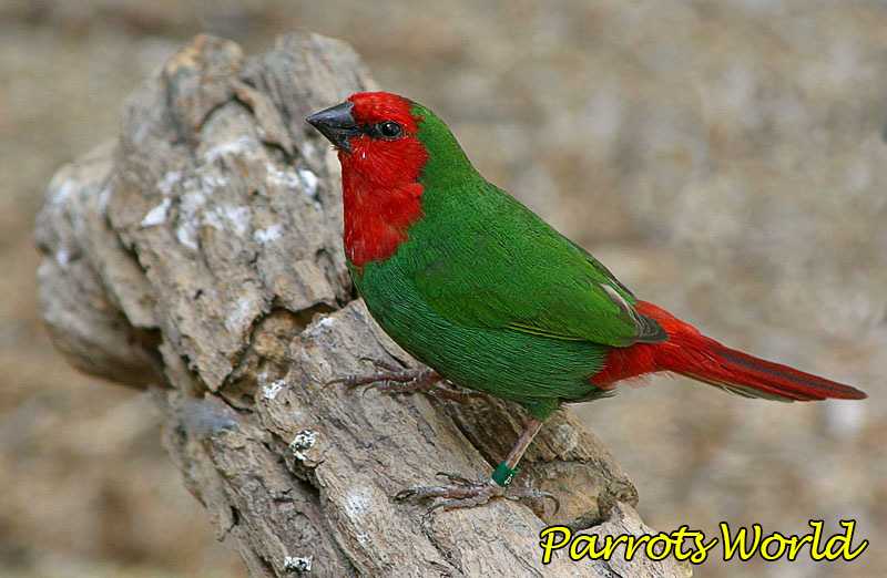 Красноголовая попугайная амадина