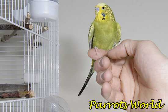 Волнистый попугай на пальце