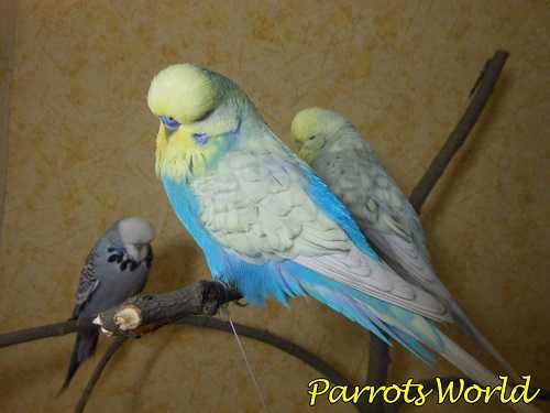 Выставочные попугаи чехи