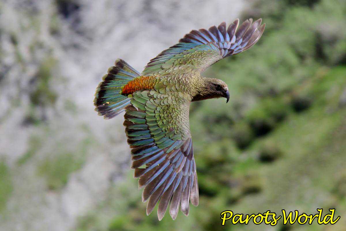 Попугай хищник. Новозеландский попугай Кеа. Горный попугай Кеа. Попугай Кеа новая Зеландия.