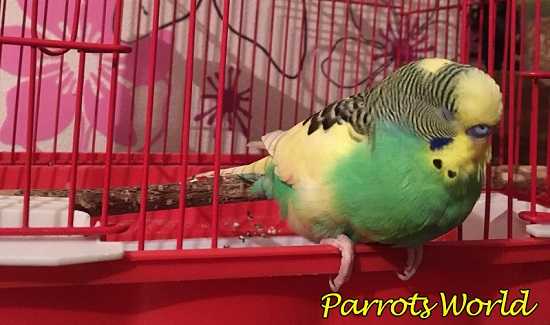 Болезненное состояние у попугая