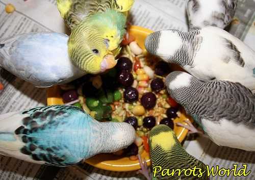 Витамины для попугаев