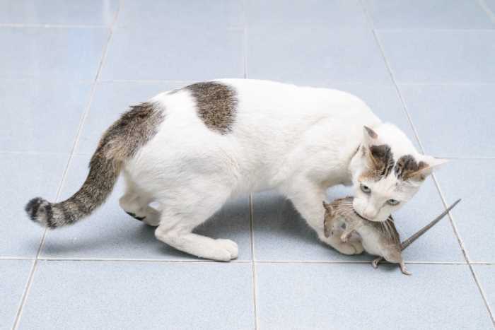 Твой ПитомецПередаются ли человеку глисты кошки Как не заразиться
