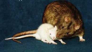 Интересные факты о крысах