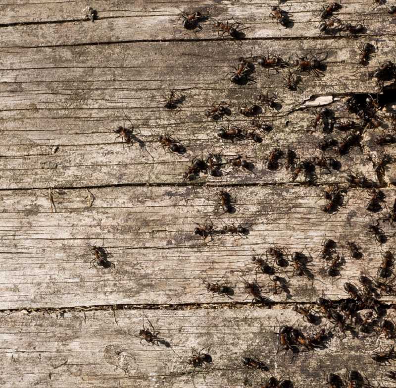 От муравьев народные средства в огороде. Как избавиться от муравьев в саду и огороде народными средствами