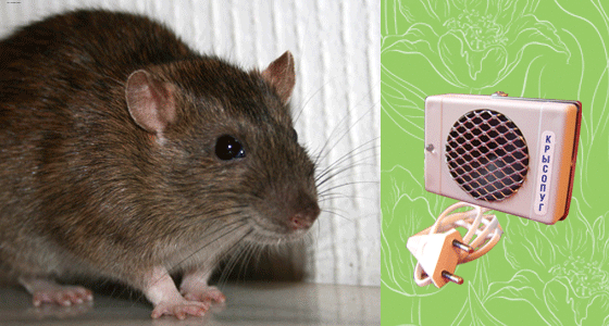 Как сделать ультразвуковой отпугиватель крыс и мышей своими руками