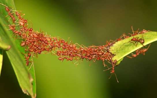 Помощь по Теле2, тарифы, вопросы Сколько весит муравейСколько весит муравей
