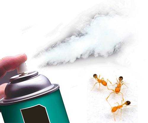 Как избавиться от красных муравьев в квартире или доме