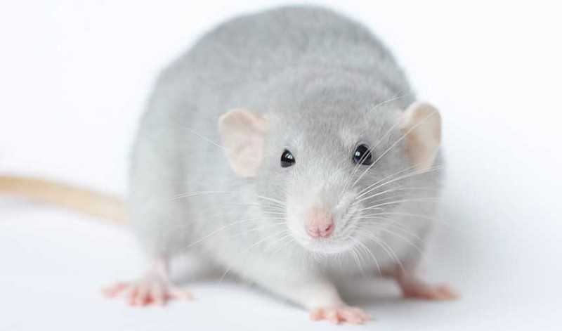 Декоративная крыса уход и содержание в домашних условиях
