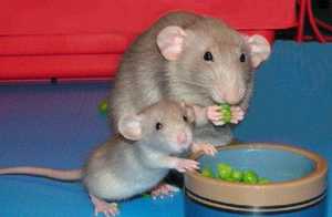 Разновидности домашних мышей и сколько они живут