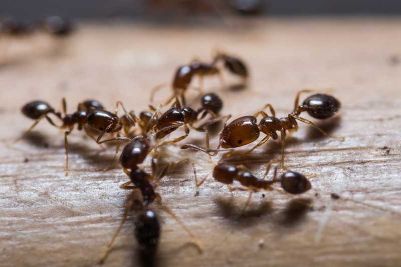 От муравьев народные средства в огороде. Как избавиться от муравьев в саду и огороде народными средствами