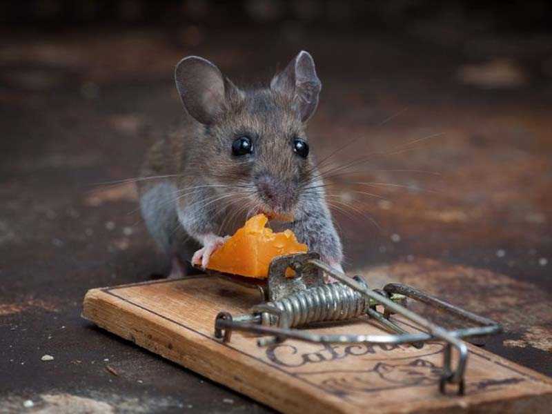 Как бороться с мышами на дачном участке и избавиться от них навсегда
