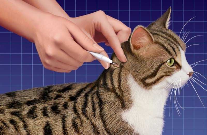 Какие капли от блох использовать для котят, беременных и больных кошек
