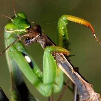 Самые интересные факты о насекомых