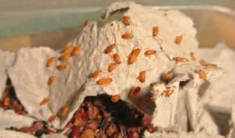 Мадагаскарские тараканы образ жизни и содержание в домашних условиях