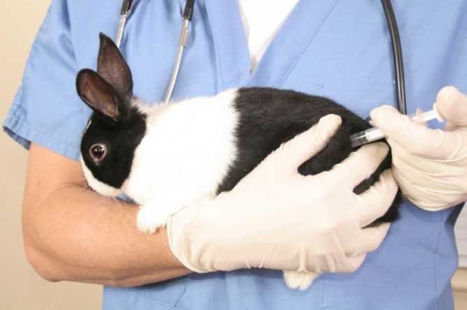 Симптомы и лечение ушного клеща у кроликов