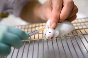 Укусила мышь что делать при укусе и меры профилактики