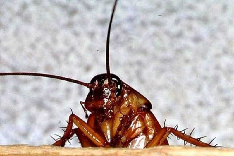 Какие болезни переносят тараканы и чем еще они опасны Как происходит заражение