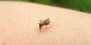Чем лучше мазать укусы комаров у детей