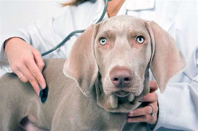 Подкожный клещ у собак виды, признаки и лечение
