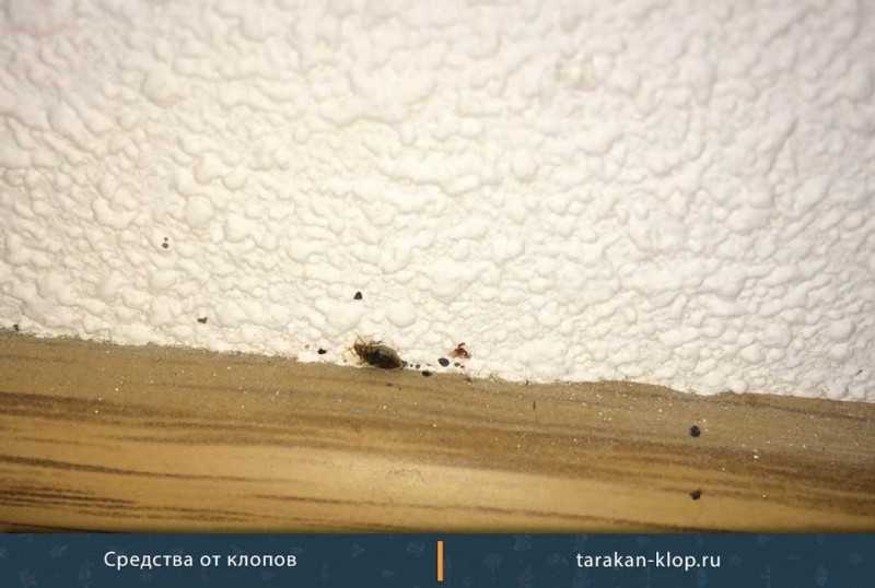 Как избавится от тараканов в квартире с помощью тумана И можно ли ним уничтожить всех особей