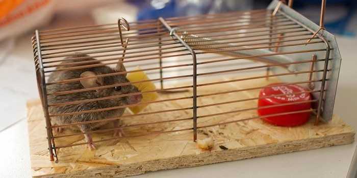 Изготовить самодельную ловушку для мышей несложно