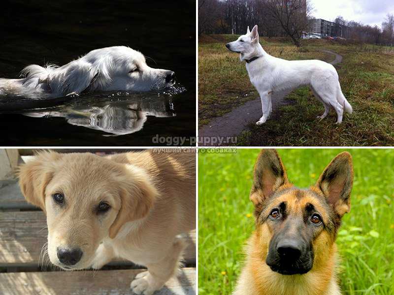 Ошейники для собак от клещей и блох