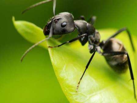Как бороться с муравьями в доме проверенные средства