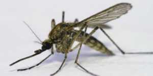 Комар-долгоножка описание, фото. Опасна ли карамора для человека