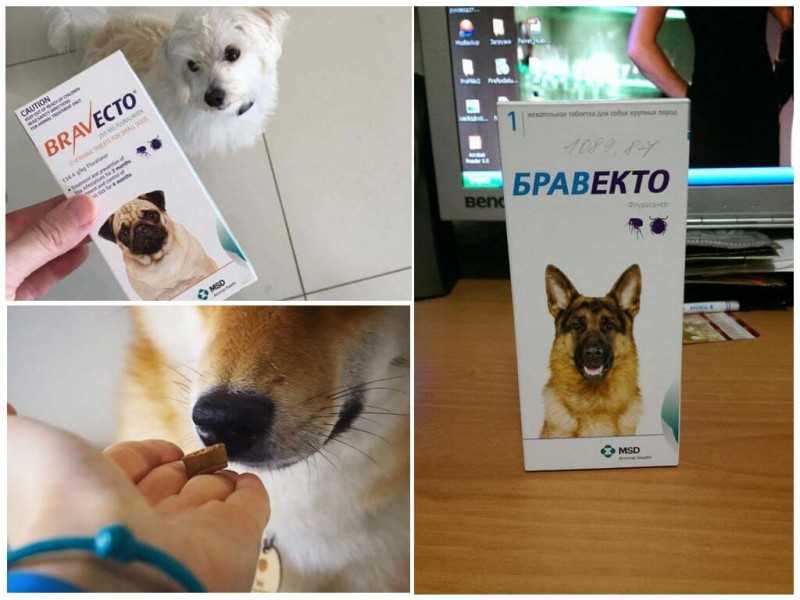 Эффективны ли таблетки от блох для собак в борьбе против паразитов Читайте