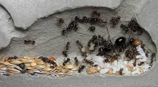 Особенности размножения степного муравья