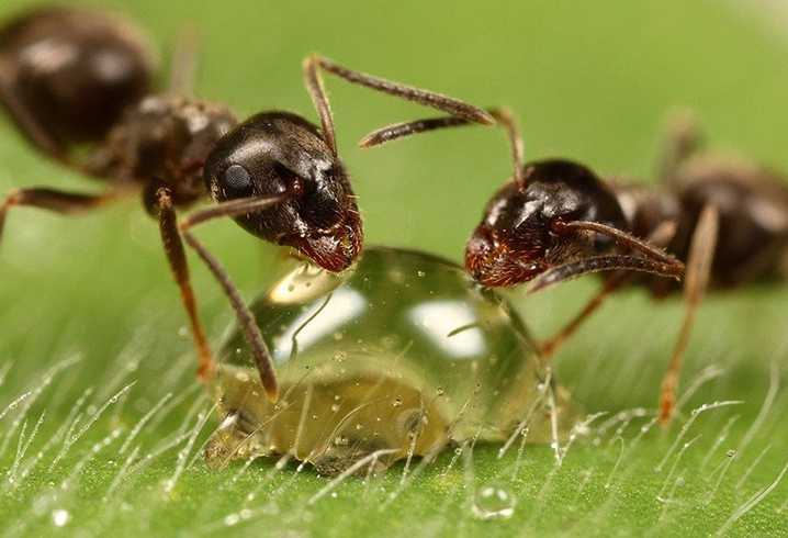 Укусы муравьев