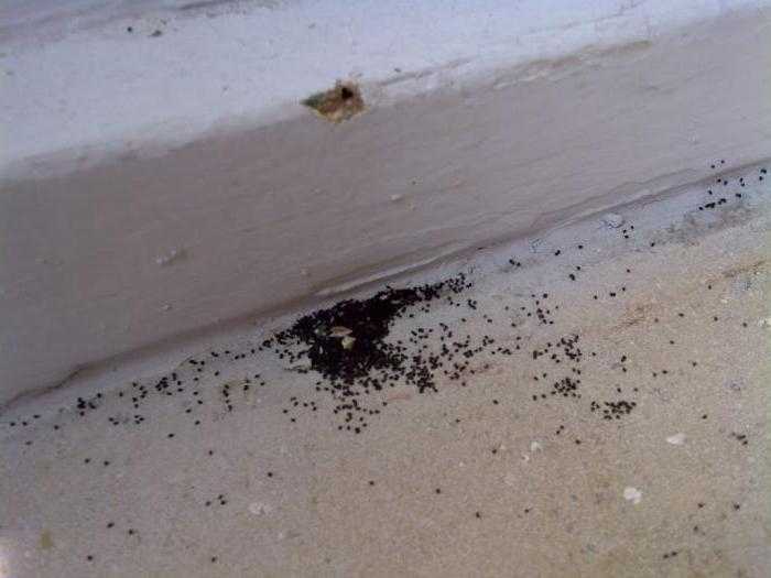 Очень маленькие домашние муравьи. Рыжие муравьи в квартире. Откуда берутся на кухне и в ванной муравьи