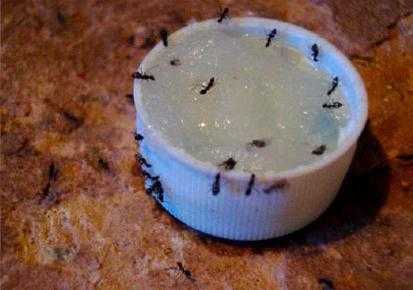 Как избавиться от красных муравьев в квартире или доме