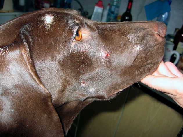 Подкожный клещ у собак виды, признаки и лечение