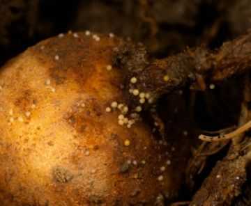 Что такое нематода картофельная