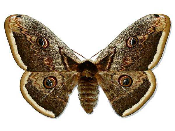 Бабочка павлиний глаз особенности и характеристика