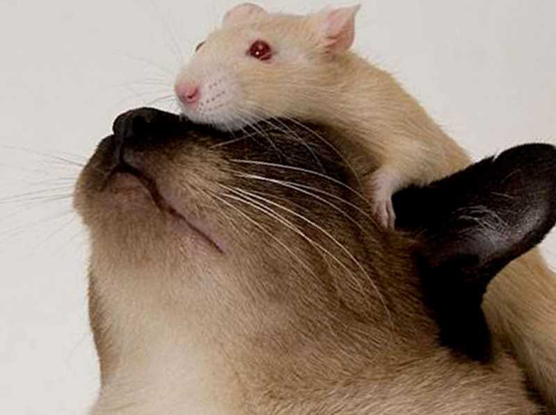 Декоративная крыса уход и содержание в домашних условиях