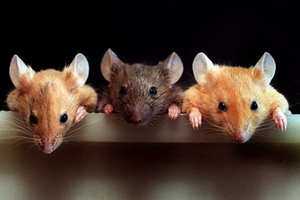 Долго ли живут мыши