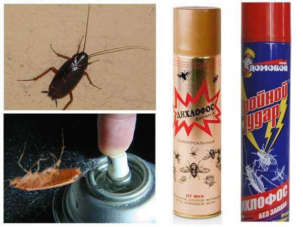 Как избавиться от тараканов без особых усилий