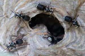 Сколько живут осы в гнезде, фото