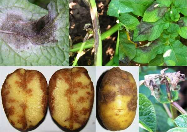 Вредители и болезни картофеля фото, описание и лечение заболеваний