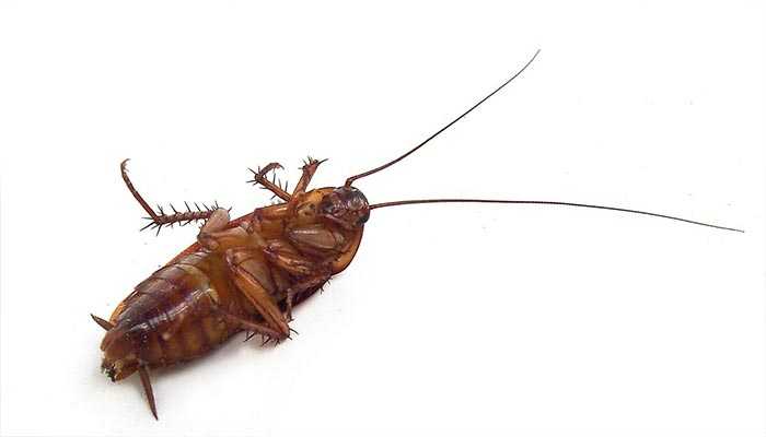 Как избавиться от тараканов навсегда заговорами