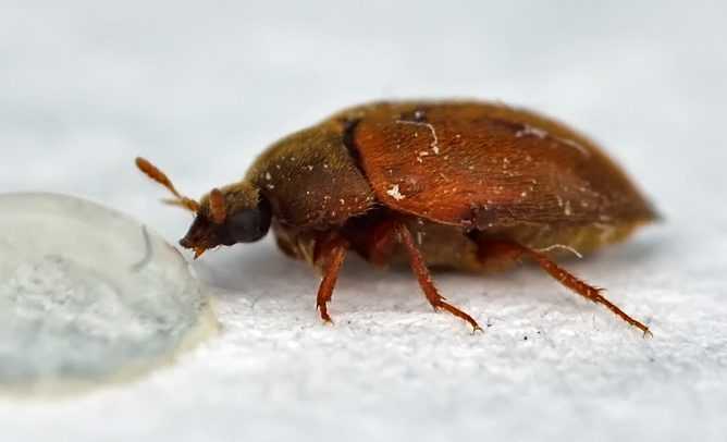 Как спасти дом от жука-точильщика