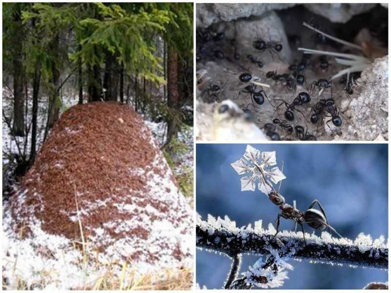 Зимовка муравьев подготовка и выживание